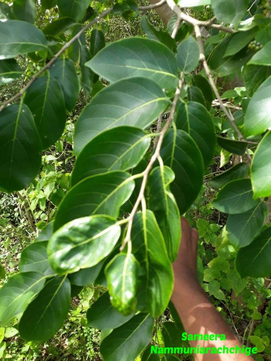 Holoptelea integrifolia (Roxb.) Planch.